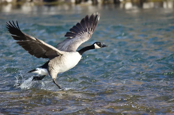 Canadese ganzen nemen naar de vlucht van de rivier — Stockfoto