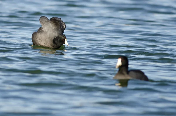 American Coot Preparazione per un attacco — Foto Stock