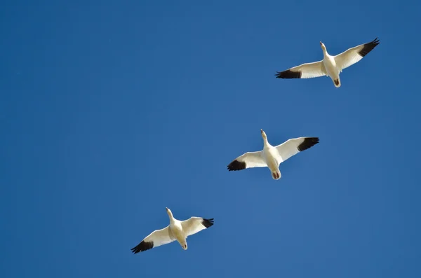 Tres gansos de nieve volando en un cielo azul — Foto de Stock