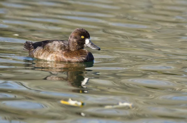 Pato fêmea Scaup nadando nas águas da lagoa — Fotografia de Stock