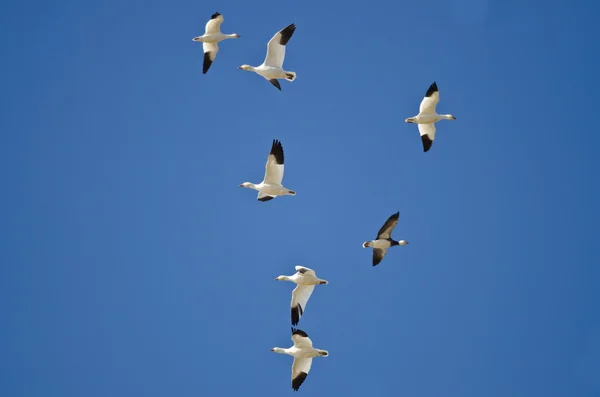 Schneegänse brauchen einen guten Fluglotsen — Stockfoto