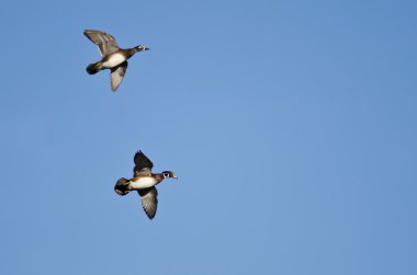Bir çift ördek Mavi Gökte Uçuyor 