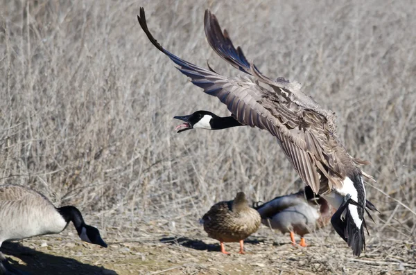 Canada goose squawking comme il vient dedans pour atterrissage — Photo