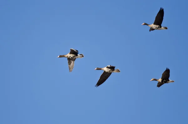 Empat Geese Terbang Depan Putih Besar dalam Langit Biru — Stok Foto