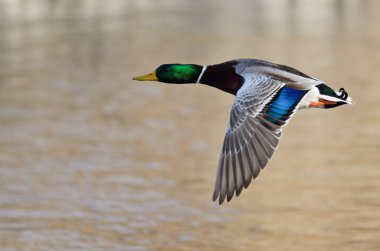 Düşük Nehri üzerinde uçan yeşilbaş ördek 