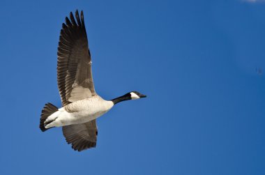 Kanada Kuğusu Mavi Gökte Uçuyor 