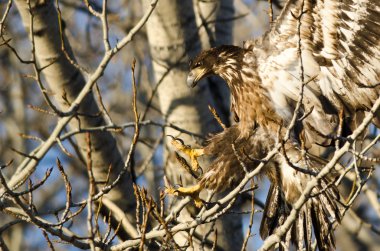 Genç kel kartal ulaşan bir kısır ağacında bir iniş için 