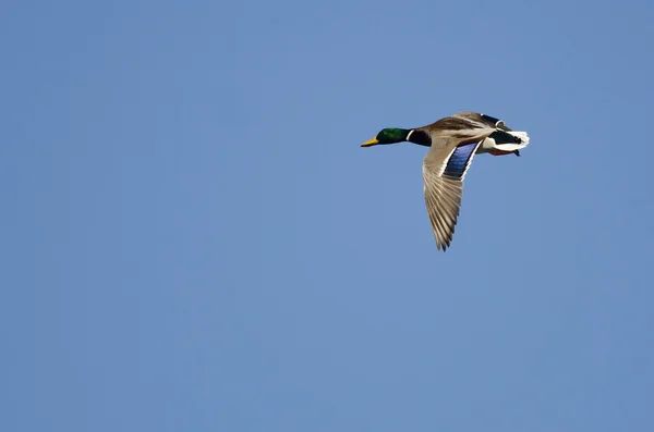 Mallard Duck Volando en un cielo azul — Foto de Stock