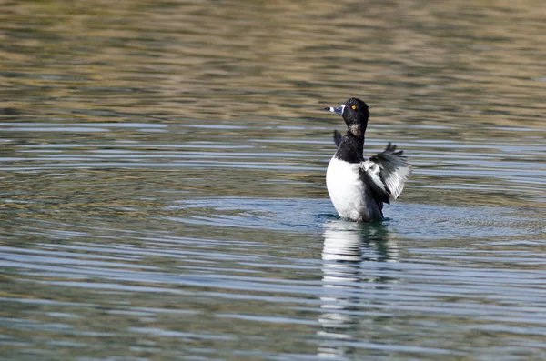 Ring - viltfågel anka sträcker sig vingarna medan du vilar på vattnet — Stockfoto