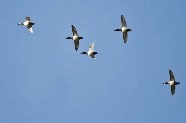 Flock of Ring-Necked Ducks Flying in a Blue Sky — Stock Photo, Image