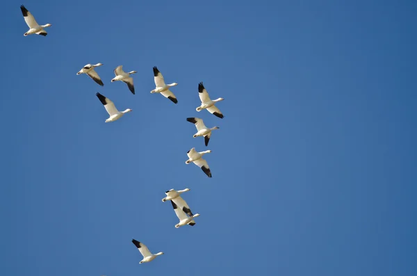 Kudde van sneeuw ganzen vliegen in een blauwe hemel — Stockfoto