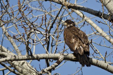 Gurur genç kel kartal kış ağaca tünemiş 