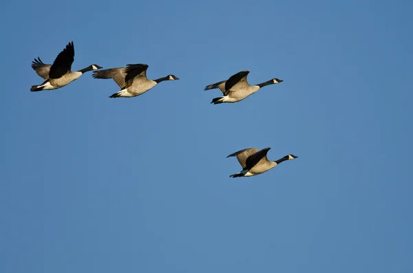 Pequeña bandada de gansos de Canadá volando en un cielo azul —  Fotos de Stock