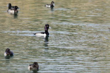 Yüzük - boyunlu Yeşil Göl'dinlenme ördek sürüsü 