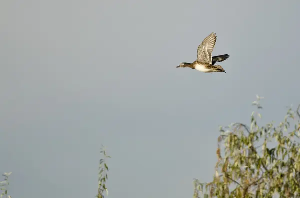 Женщина-утка летает низко над водно-болотными угодьями — стоковое фото