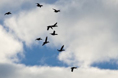 Onlar uçarken bir bulutlu gökyüzü kontrast ördek sürüsü 