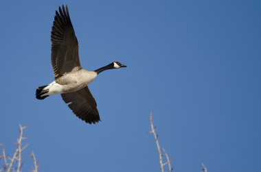 Kanada kış ağaçların üzerinden düşük uçan kaz 