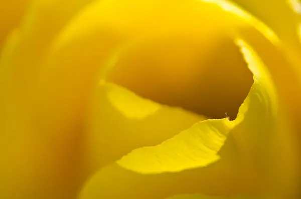 Nature Abstract : Enveloppé dans les plis dorés des pétales de tulipes jaunes — Photo