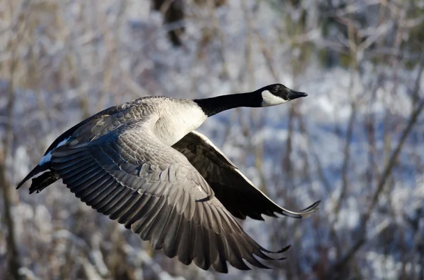 Canada Goose letícím přes zasněžené zimní terén — Stock fotografie