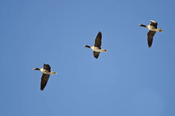 Drei große Weißstirngänse fliegen in einem blauen Himmel — Stockfoto