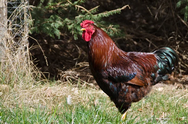 Proud Red Rooster Standing Tall in the Green Grass — Stock Photo, Image