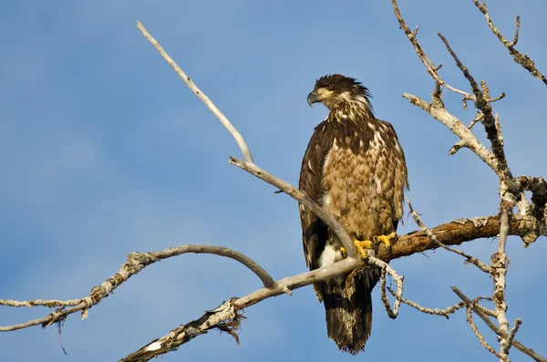 Young Bald Eagle Surveying the Area While Perched High in a Barren Tree