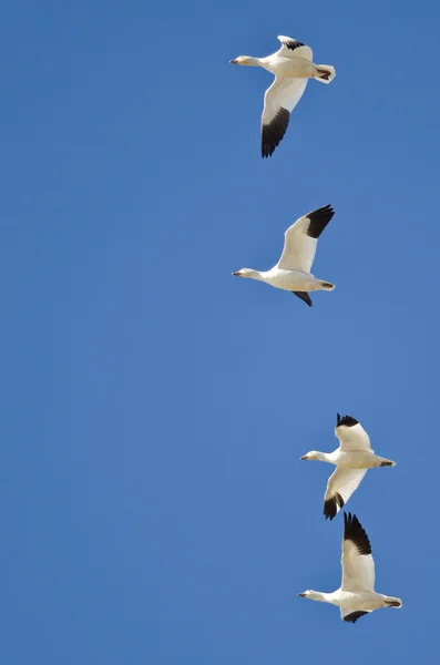 青い空を飛んでいる 4 つの雪のガチョウ — ストック写真