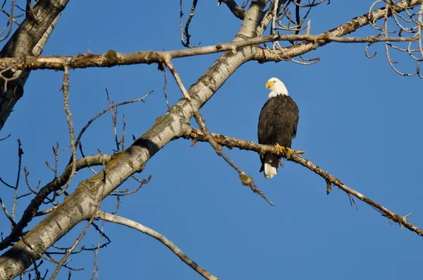 Лысый орел сидит на зимнем дереве — стоковое фото