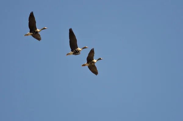 Trois Oies rieuses volent dans un ciel bleu — Photo