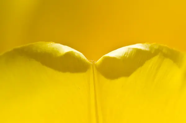 Nature abstract: eingehüllt in die goldenen Falten der gelben Tulpenblätter — Stockfoto