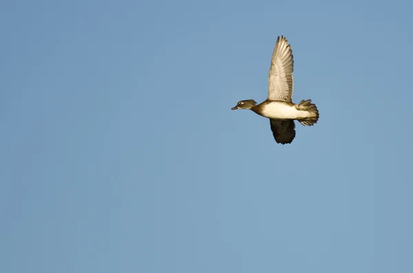 Canard en bois femelle volant dans un ciel bleu — Photo