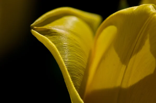 Natur abstrakt: die zarten gelben Tulpenblätter des Frühlings aus der Nähe betrachten — Stockfoto