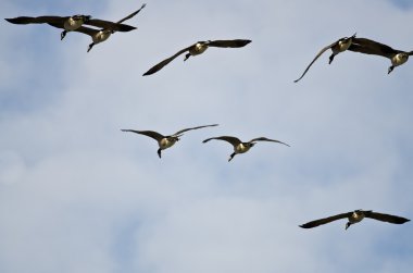 Kanada Kaz Sürüsü Mavi Gökte Uçuyor 