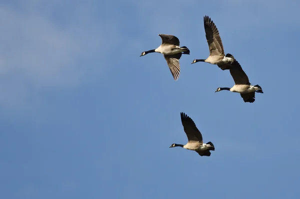 Vier Kanadagänse fliegen in blauem Himmel — Stockfoto