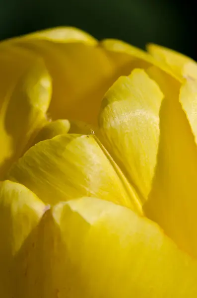 Natur abstrakt: die zarten gelben Tulpenblätter des Frühlings aus der Nähe betrachten — Stockfoto