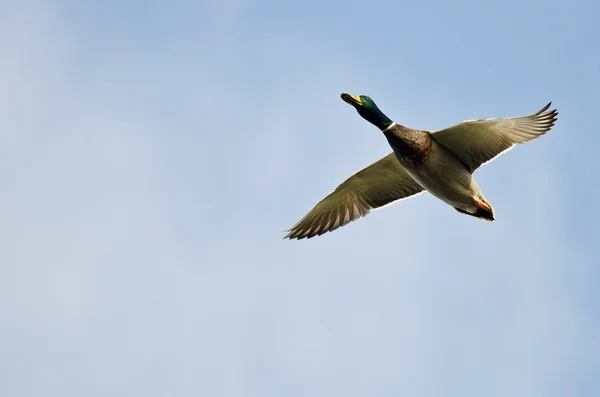 Bulutlu bir mavi gökyüzü uçan yeşilbaş ördek — Stok fotoğraf