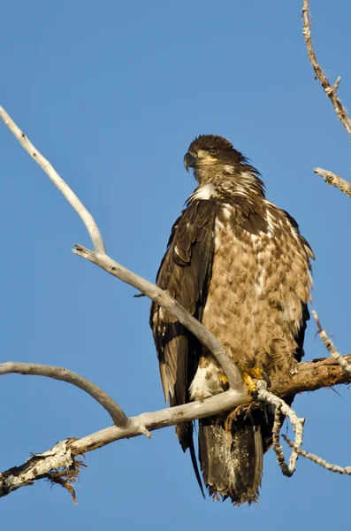 Young Bald Eagle Surveying the Area While Perched High in a Barren Tree