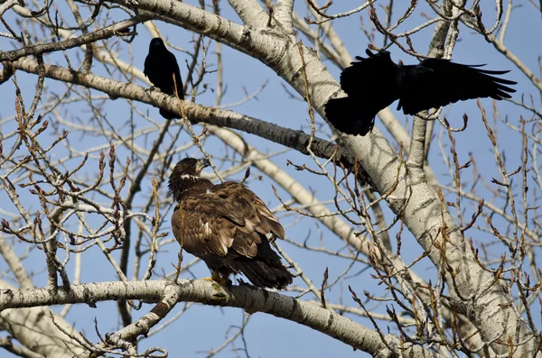 Young Bald Eagle Being Harassed by American Crows — Stock Photo, Image