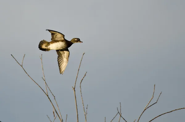 Entenweibchen fliegt tief über die Baumwipfel — Stockfoto