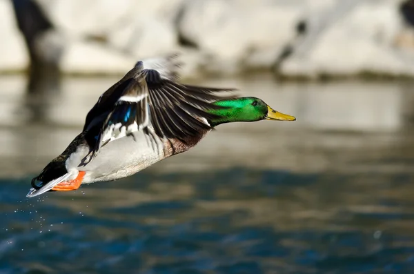 Kaczka krzyżówka latających nisko nad rzeką — Zdjęcie stockowe