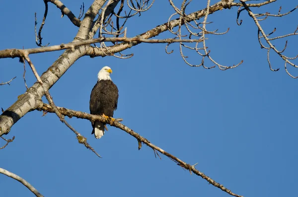 Bald Eagle zat in de boom van de Winter — Stockfoto