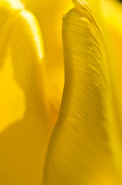 Nature abstract: eingehüllt in die goldenen Falten der gelben Tulpenblätter — Stockfoto