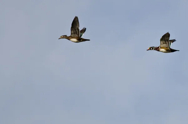 Pair of Wood Ducks Flying in a Blue Sky — Stock Photo, Image