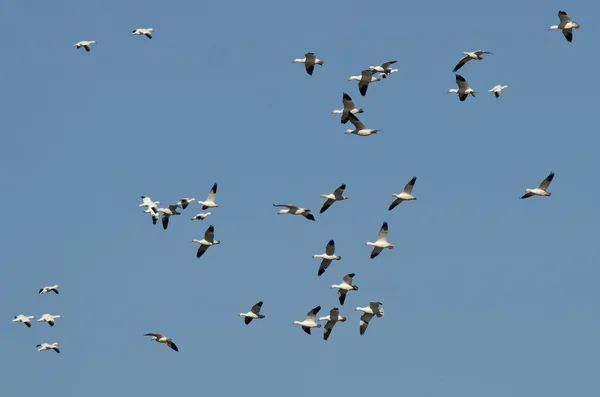 Grote kudde van sneeuw ganzen vliegen in een blauwe hemel — Stockfoto