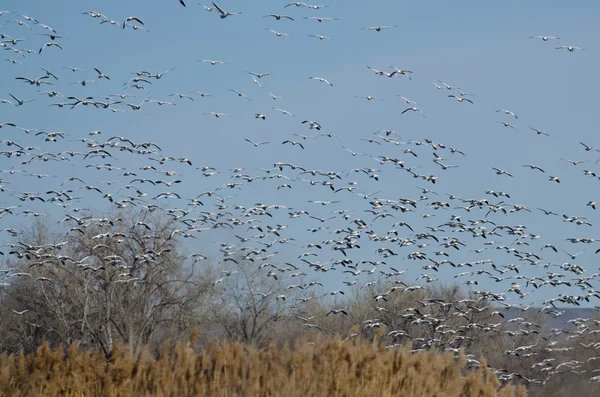 沼の上を飛んで雪のガチョウの巨大な群れ — ストック写真