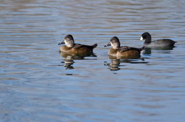 İki kadın Ring - boyunlu hala havuz sularında Yüzme ördek 