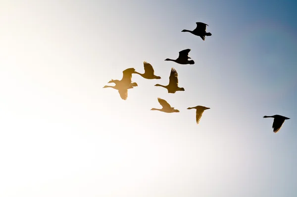 Schwarm von Kanadagänsen im Flug in die strahlende Sonne — Stockfoto