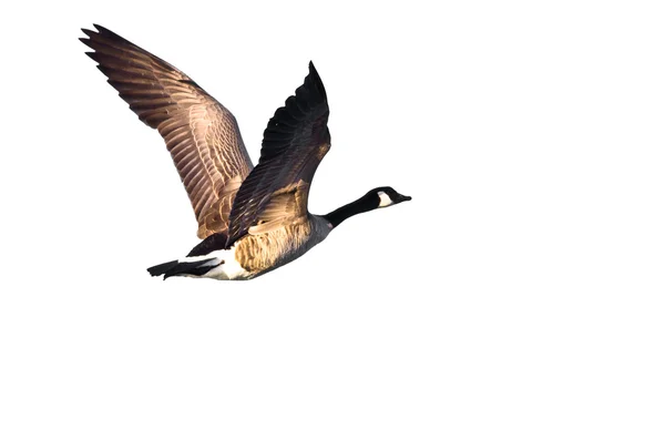 加拿大鹅飞在白色背景上 — 图库照片