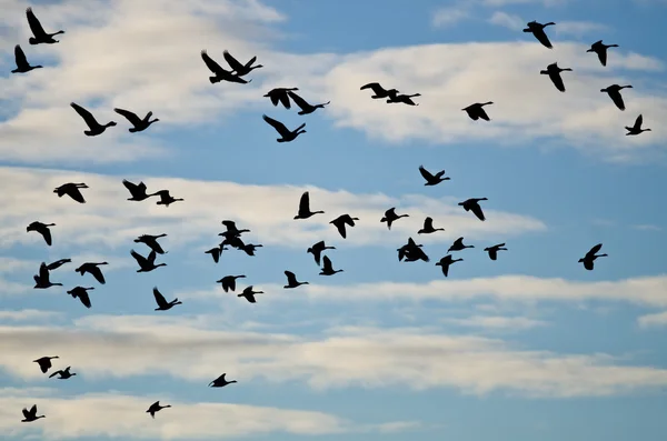 Grand troupeau d'oies Silhouette dans le ciel nuageux — Photo