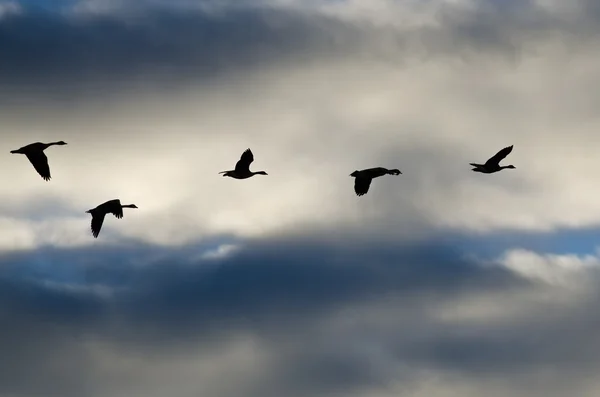Manada de gansos silueta en el cielo nublado — Foto de Stock